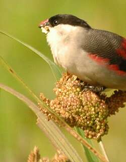 黑顶梅花雀 / Black-crowned Waxbill / Estrilda nonnula