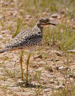 斑石鸻 / Spotted Thick-knee / Burhinus capensis