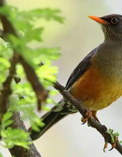 埃塞地鸫 / Abyssinian Ground Thrush / Geokichla piaggiae
