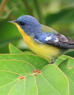绿背森莺 / Tropical Parula / Setophaga pitiayumi