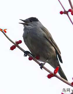黑顶林莺 / Eurasian Blackcap / Sylvia atricapilla