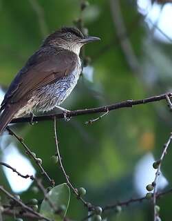 灰黑短脚鹎 / Cinereous Bulbul / Hemixos cinereus