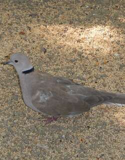 爪哇斑鸠 / Island Collared Dove / Streptopelia bitorquata