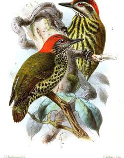 加蓬啄木鸟 / Gabon Woodpecker / Dendropicos gabonensis