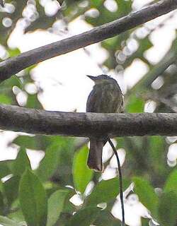 棕尾扁嘴霸鹟 / Rufous-tailed Flatbill / Ramphotrigon ruficauda