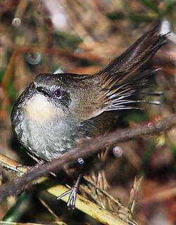 帕氏短翅莺 / Sri Lanka Bush Warbler / Elaphrornis palliseri