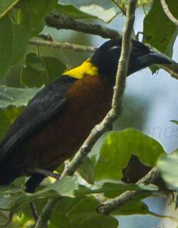黄肩织雀 / Yellow-mantled Weaver / Ploceus tricolor