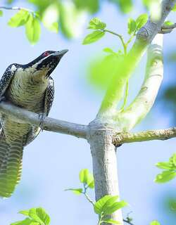 太平洋噪鹃 / Pacific Koel / Eudynamys orientalis