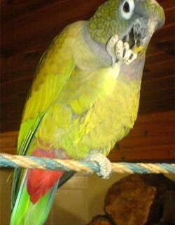 鳞头鹦哥 / Scaly-headed Parrot / Pionus maximiliani