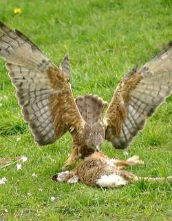 沼泽鹞 / Swamp Harrier / Circus approximans