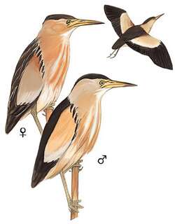 小苇鳽 / Little Bittern / Ixobrychus minutus