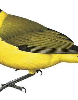 汤岛啸鹟 / Tongan Whistler / Pachycephala jacquinoti