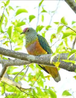 粉顶果鸠 / Rose-crowned Fruit Dove / Ptilinopus regina