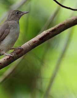 白眼褐鹎 / Cream-vented Bulbul / Pycnonotus simplex