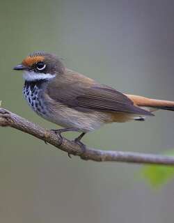 棕额扇尾鹟 / Rufous Fantail / Rhipidura rufifrons