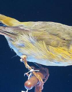 大管鸹 / Greater Koa Finch / Rhodacanthis palmeri
