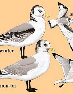 三趾鸥 / Black-legged Kittiwake / Rissa tridactyla