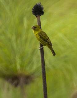 乌干达丝雀 / Papyrus Canary / Crithagra koliensis