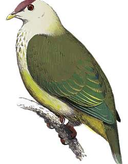 马喀岛果鸠 / Makatea Fruit Dove / Ptilinopus chalcurus