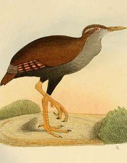 斑翅秧鸡 / Bar-winged Rail / Hypotaenidia poeciloptera