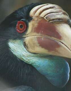 松巴皱盔犀鸟 / Sumba Hornbill / Rhyticeros everetti