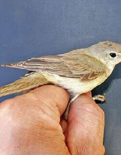 西草绿篱莺 / Western Olivaceous Warbler / Iduna opaca