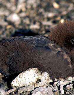 墨氏圆尾鹱 / Murphy’s Petrel / Pterodroma ultima
