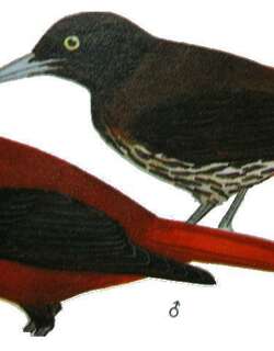 朱鹂 / Maroon Oriole / Oriolus traillii