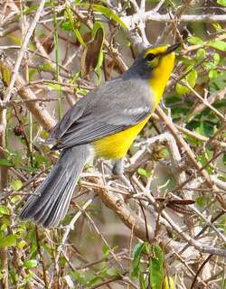 巴布达林莺 / Barbuda Warbler / Setophaga subita