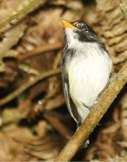 黑白哑霸鹟 / Black-and-white Tody-Flycatcher / Poecilotriccus capitalis