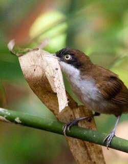 黑头鹛 / Dark-fronted Babbler / Dumetia atriceps