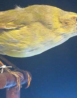 考艾大喙雀 / Kauai Akialoa / Akialoa stejnegeri