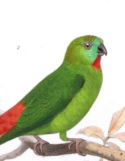 橙额短尾鹦鹉 / Orange-fronted Hanging Parrot / Loriculus aurantiifrons