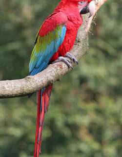 小金刚鹦鹉 / Red-and-green Macaw / Ara chloropterus