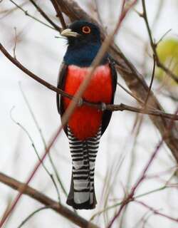 蓝顶美洲咬鹃 / Blue-crowned Trogon / Trogon curucui