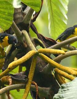 蓝黄唐纳雀 / Blue-and-gold Tanager / Bangsia arcaei