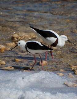 斑长脚鹬 / Banded Stilt / Cladorhynchus leucocephalus