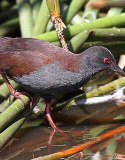 无斑田鸡 / Spotless Crake / Zapornia tabuensis