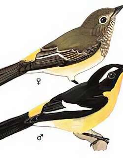 白眉[姬]鹟 / Yellow-rumped Flycatcher