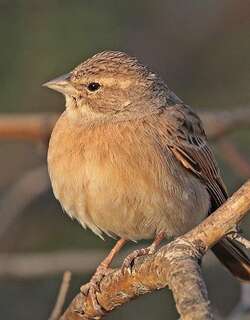 淡岩鹀 / Lark-like Bunting / Emberiza impetuani