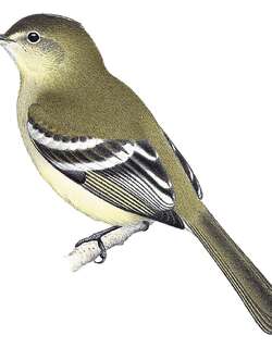 库氏伊拉鹟 / Coopmans’s Elaenia / Elaenia brachyptera