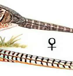 白冠长尾雉 / Reeves’s Pheasant / Syrmaticus reevesii