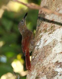 栗腰䴕雀 / Chestnut-rumped Woodcreeper / Xiphorhynchus pardalotus