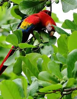 金刚鹦鹉 / Scarlet Macaw / Ara macao