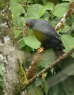 白腰鵟 / White-rumped Hawk / Parabuteo leucorrhous