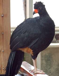 肉垂凤冠雉 / Wattled Curassow / Crax globulosa