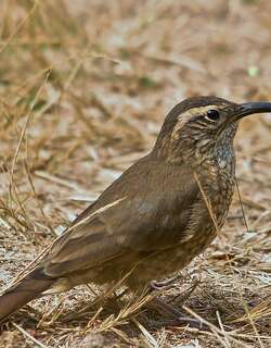 鳞喉爬地雀 / Scale-throated Earthcreeper / Upucerthia dumetaria
