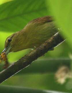 褐蚁鵙 / Russet Antshrike / Thamnistes anabatinus