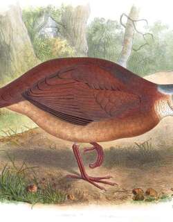 灰头白脸鹑鸠 / White-faced Quail-Dove / Zentrygon albifacies