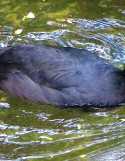 黄腿骨顶 / Red-gartered Coot / Fulica armillata